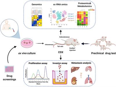 Circulating Tumor Cells (CTCs): A Unique Model of Cancer Metastases and Non-invasive Biomarkers of Therapeutic Response